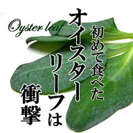 オイスターリーフ 　10枚入り　10パック　めずらしい野菜 カキ 生牡蠣風味　ゴージャス　付け合わせ　フ…