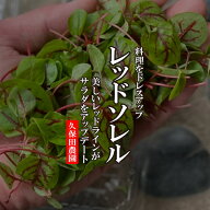 レッドソレル　1PAC　約15g　【久保田農園　福岡県産　珍しい野菜　ハーブ　野菜　あしらい】