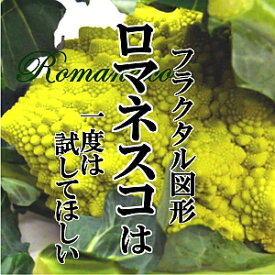 ロマネスコ 1個 めずらしい野菜 インスタ映え