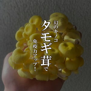 @1PACE15PAC 1PAC100gOいytbViĵ̂ ^M^P  ^M LmR ̂ ^M^P NHi -OJ GS`Ilz