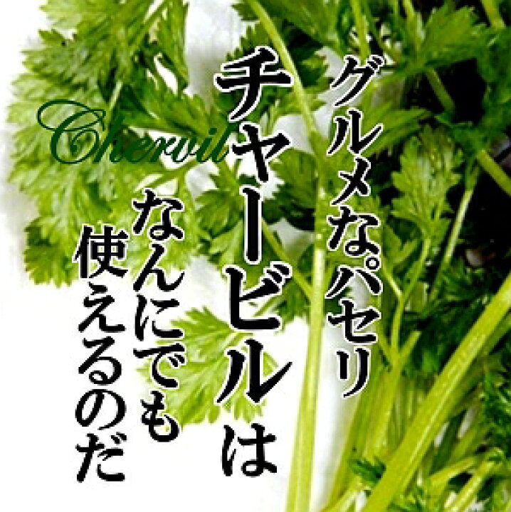 楽天市場 チャービル 1パック フレンチパセリ ハーブ 人気 お取り寄せ 単品 野菜 インスタ映え おしゃれ 美味しい おいしい 新鮮 新鮮野菜とフルーツのお店 旬屋