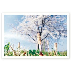 y͂ 10zړIG͂@MUSF-04@|XgJ[h@iʐ^͂