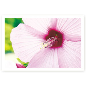 y͂ 10zړIG͂@MUSF-08@|XgJ[h@iʐ^͂