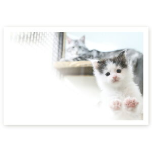 y͂ 10zړIG͂@MUSF-19@|XgJ[h@iʐ^͂