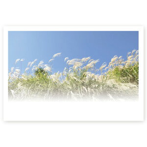 y͂ 10zړIG͂@MUSF-43@|XgJ[h@iʐ^͂