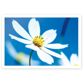 【官製はがき 10枚】多目的絵はがき　MUSF-52　ポストカード　風景写真はがき