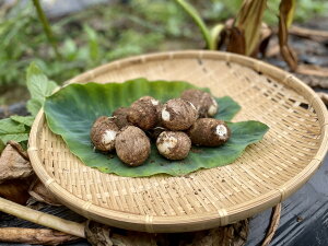 �˂��Ƃ�Á`���I�@�����i�T�g�C���@�q��j�@�����߁@1kg [�_��E���w�엿�s�g�p]