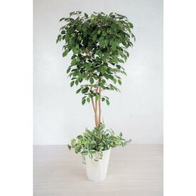 グリーンクロス　人工樹木／人工観葉植物　ベンジャミン寄植　 ( 6300028761 ) （株）グリーンクロス