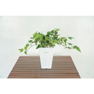 O[NX lH/lHϗtA ACr[ ( 6300028775 ) ()O[NX y[J[z