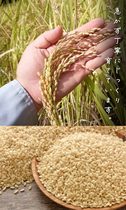 楽天市場】【令和7年産予約券】無農薬 玄米 30kg 新米 予約販売 