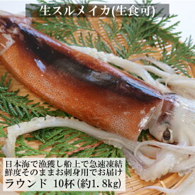 楽天市場 生 スルメイカ 食品 の通販