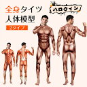 ハロウィン コスプレ 大人 全身タイツ 衣装 コスチューム 筋肉 人体模型 人体 模型 筋肉模型 医学模型 変装 仮装 コス…