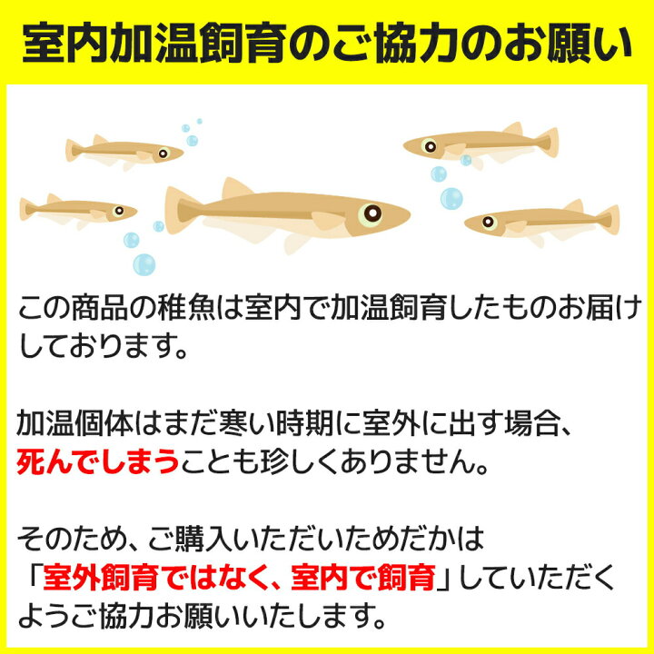 楽天市場 保障2匹付き メダカ ブラック我王 稚魚10匹 送料無料 生体 種類 めだか 成魚 幹之 セット 水草 ラメメダカ ダルマメダカ 餌 高級 販売 水槽 ビオトープ 鉢 三色 卵 餌 熱帯魚 観賞魚 金魚 アクアリウム テラリウム 箱庭ショップ