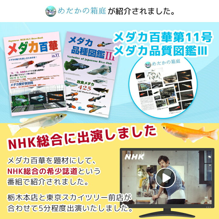 楽天市場 グリーンウォーター 00ml クロレラ水 濃縮生クロレラ使用 ミジンコ ゾウリムシに最適の餌 送料無料 箱庭ショップ