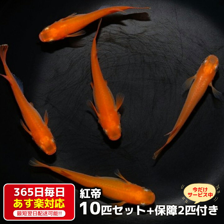 楽天市場 保障2匹付き メダカ 紅帝 稚魚10匹 送料無料 多種多色 あす楽対応 12時までの注文でその日に発送 生体 種類 めだか セット 箱庭ショップ
