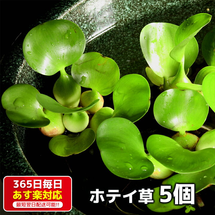 楽天市場 浮草 ホテイ草 5個 無農薬 送料無料 ホテイアオイ 金魚 メダカ 産卵床 玉草 水草 ビオトープ 箱庭ショップ