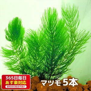 水草 マツモの人気商品 通販 価格比較 価格 Com