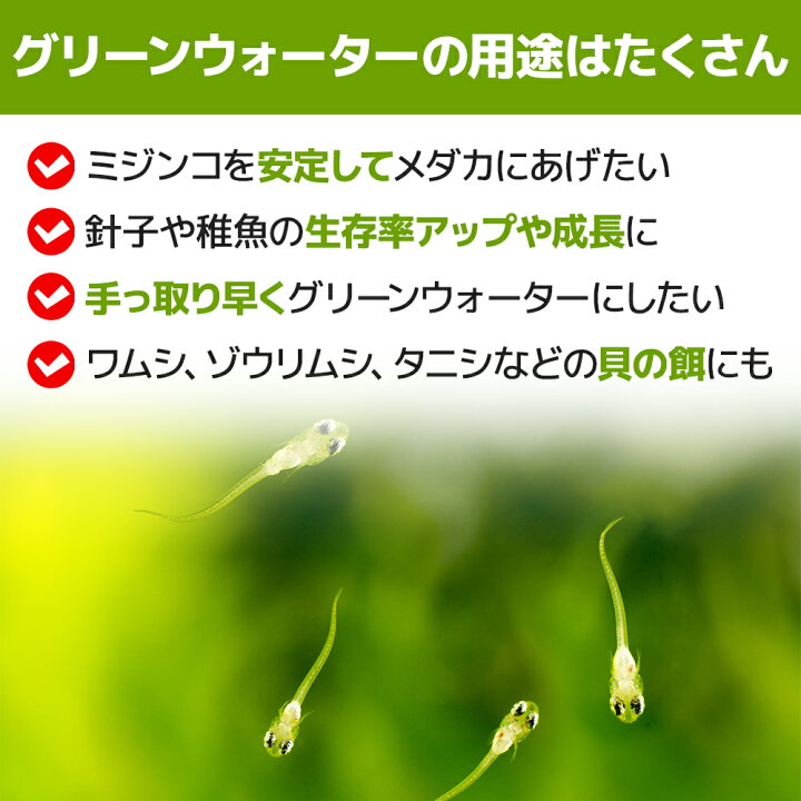 楽天市場 グリーンウォーター 600ml 送料無料 針子から稚魚に最適 あす楽対応 12時までの注文でその日に発送 ゾウリムシに最適の餌 箱庭ショップ