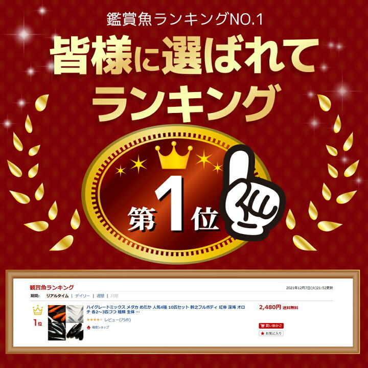 楽天市場 保障2匹付き ハイグレードミックス メダカ 人気4種 10匹セット 幹之フルボディ 紅帝 深海 オロチ 各2 3匹づつ 種類 生体 送料無料 めだか 箱庭ショップ