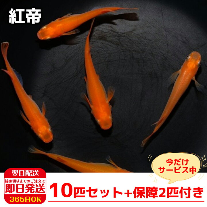 楽天市場 保障2匹付き メダカ 紅帝 稚魚10匹 送料無料 生体 種類 めだか 成魚 幹之 セット 水草 ラメメダカ ダルマメダカ 餌 高級 販売 水槽 ビオトープ 鉢 三色 卵 餌 熱帯魚 観賞魚 金魚 アクアリウム テラリウム 箱庭ショップ