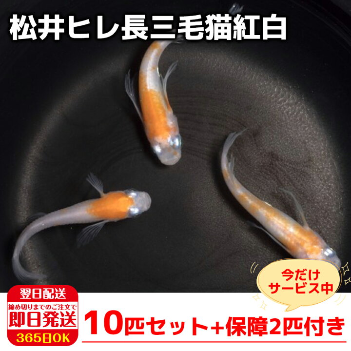 楽天市場 保障2匹付き メダカ 松井ヒレ長三毛猫紅白 稚魚10匹 送料無料 生体 種類 めだか 成魚 幹之 セット 水草 ラメメダカ ダルマメダカ 餌 高級 販売 水槽 ビオトープ 鉢 三色 卵 餌 熱帯魚 観賞魚 金魚 アクアリウム テラリウム グッピー 箱庭ショップ 楽天市場 保障2匹付き メダカ 松井ヒレ長三毛猫紅白 稚魚10匹 送料無料 生体 種類 めだか 成魚 幹之 セット 水草 ラメメダカ ダルマメダカ 餌 高級 販売 水槽 ビオトープ 鉢 三色 卵 餌 熱帯魚 観賞魚 金魚 アクアリウム テラリウム グッピー 箱庭ショップ