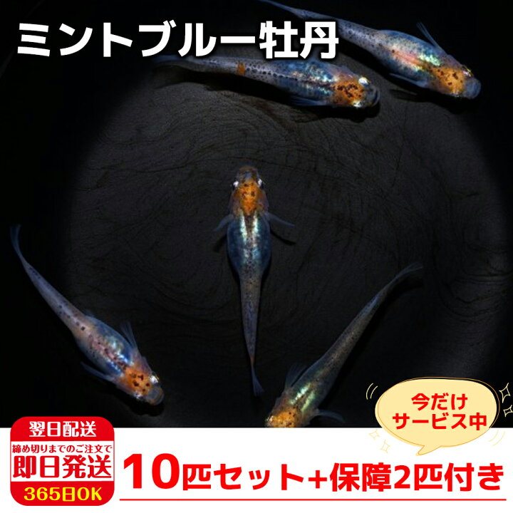 楽天市場 保障2匹付き メダカ ミントブルー牡丹 稚魚10匹 送料無料 生体 種類 めだか 成魚 幹之 セット 水草 ラメメダカ ダルマメダカ 餌 高級 販売 水槽 ビオトープ 鉢 三色 卵 餌 熱帯魚 観賞魚 金魚 アクアリウム テラリウム 箱庭ショップ