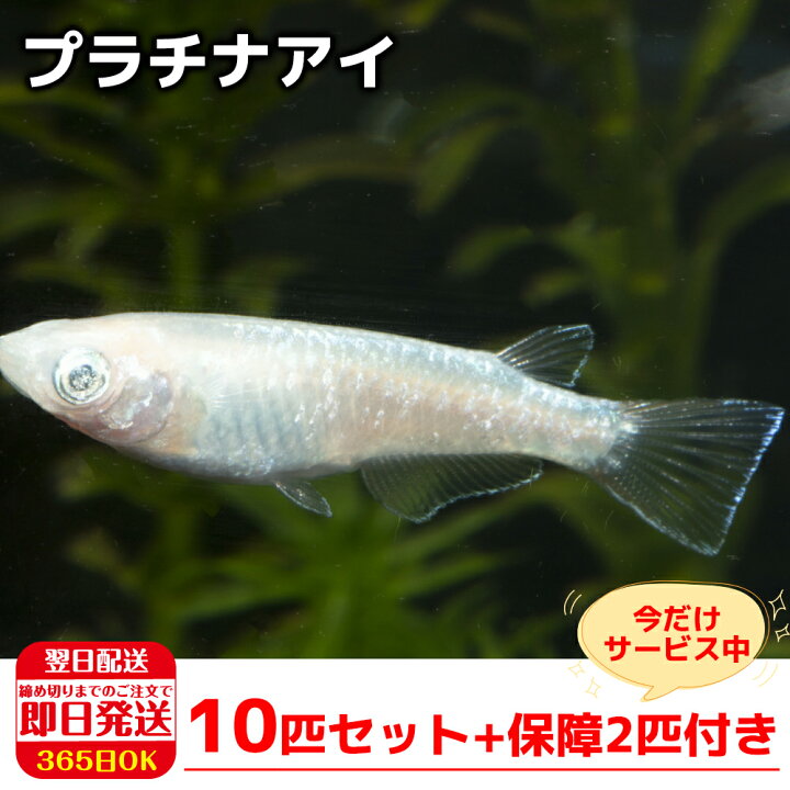 楽天市場 4時間限定ポイント10倍 保障2匹付き メダカ プラチナアイ 稚魚10匹 送料無料 生体 種類 めだか 成魚 幹之 セット 水草 ラメメダカ ダルマメダカ 餌 高級 販売 水槽 ビオトープ 鉢 三色 卵 餌 熱帯魚 観賞魚 金魚 アクアリウム テラリウム 箱庭ショップ