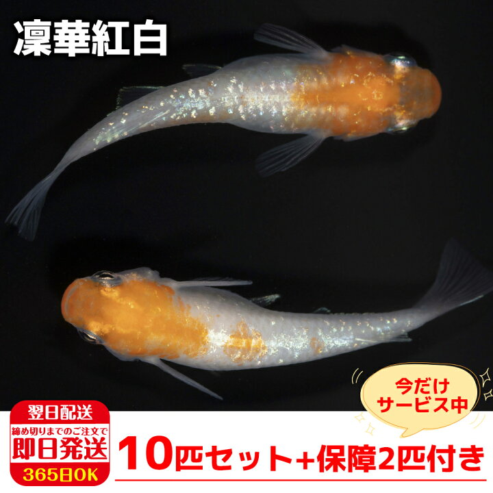 楽天市場 保障2匹付き メダカ 凜華紅白 稚魚10匹 送料無料 生体 種類 めだか 成魚 幹之 セット 水草 ラメメダカ ダルマメダカ 餌 高級 販売 水槽 ビオトープ 鉢 三色 卵 餌 熱帯魚 観賞魚 金魚 アクアリウム テラリウム 箱庭ショップ