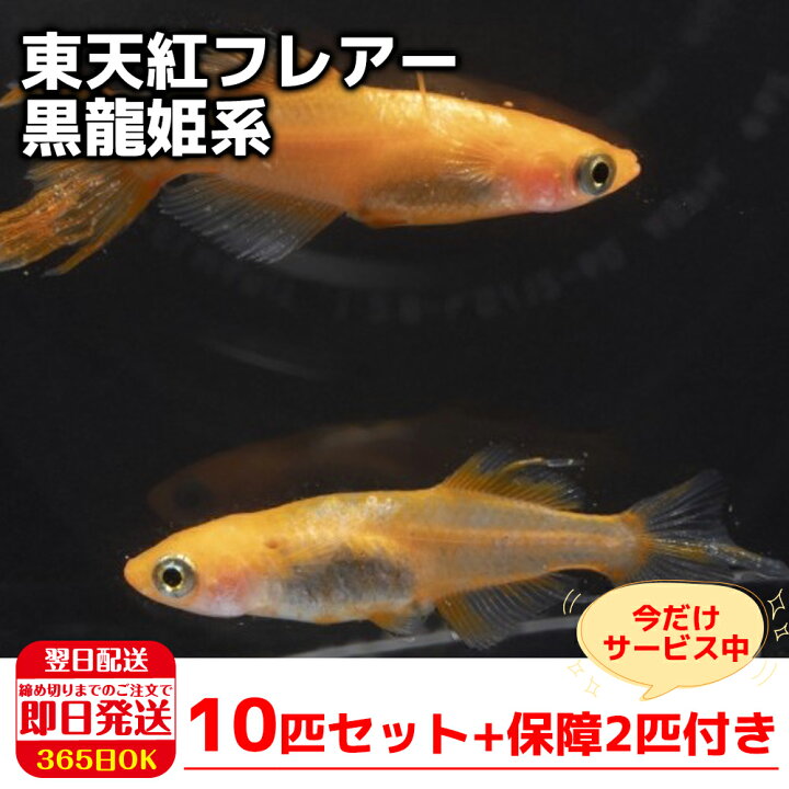 楽天市場 保障2匹付き メダカ 東天紅フレアー 黒龍姫系 稚魚10匹 送料無料 生体 種類 めだか 成魚 幹之 セット 水草 ラメメダカ ダルマメダカ 餌 高級 販売 水槽 ビオトープ 鉢 三色 卵 餌 熱帯魚 観賞魚 金魚 アクアリウム テラリウム 箱庭ショップ 楽天市場 保障2匹付き メダカ 東天紅フレアー 黒龍姫系 稚魚10匹 送料無料 生体 種類 めだか 成魚 幹之 セット 水草 ラメメダカ ダルマメダカ 餌 高級 販売 水槽 ビオトープ 鉢 三色 卵 餌 熱帯魚 観賞魚 金魚 アクアリウム テラリウム 箱庭ショップ