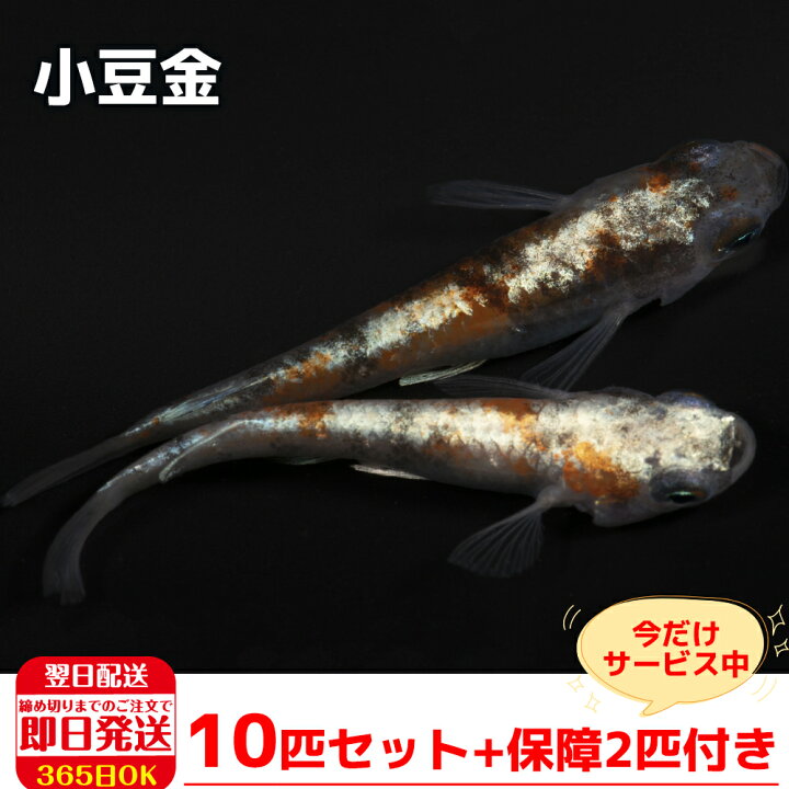 楽天市場 保障2匹付き メダカ 小豆金 稚魚10匹 送料無料 生体 種類 めだか 成魚 幹之 セット 水草 ラメメダカ ダルマメダカ 餌 高級 販売 水槽 ビオトープ 鉢 三色 卵 餌 熱帯魚 観賞魚 金魚 アクアリウム テラリウム 箱庭ショップ 楽天市場 保障2匹付き メダカ 小豆金 稚魚10匹 送料無料 生体 種類 めだか 成魚 幹之 セット 水草 ラメメダカ ダルマメダカ 餌 高級 販売 水槽 ビオトープ 鉢 三色 卵 餌 熱帯魚 観賞魚 金魚 アクアリウム テラリウム 箱庭ショップ
