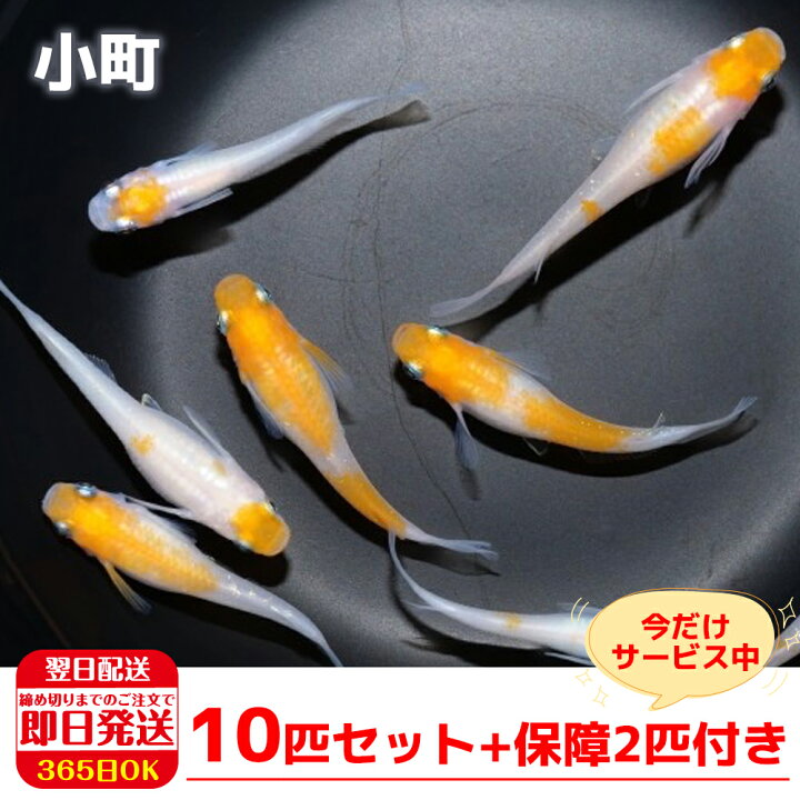楽天市場 10日24時間限定ポイント10倍 保障2匹付き メダカ 小町 稚魚10匹 送料無料 生体 種類 めだか 成魚 幹之 セット 水草 ラメメダカ ダルマメダカ 餌 高級 販売 水槽 ビオトープ 鉢 三色 卵 餌 熱帯魚 観賞魚 金魚 アクアリウム テラリウム 箱庭ショップ