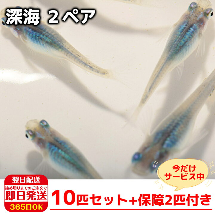楽天市場 15日限定10 クーポン P5倍 保障2匹付き メダカ 深海 ２ペア 送料無料 生体 種類 めだか 成魚 幹之 セット 水草 ラメメダカ ダルマメダカ 餌 高級 販売 水槽 ビオトープ 鉢 三色 卵 餌 熱帯魚 観賞魚 金魚 アクアリウム テラリウム 箱庭ショップ