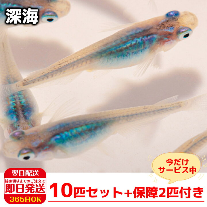 楽天市場 保障2匹付き メダカ 深海 稚魚10匹 送料無料 生体 種類 めだか 成魚 幹之 セット 水草 ラメメダカ ダルマメダカ 餌 高級 販売 水槽 ビオトープ 鉢 三色 卵 餌 熱帯魚 観賞魚 金魚 アクアリウム テラリウム 箱庭ショップ