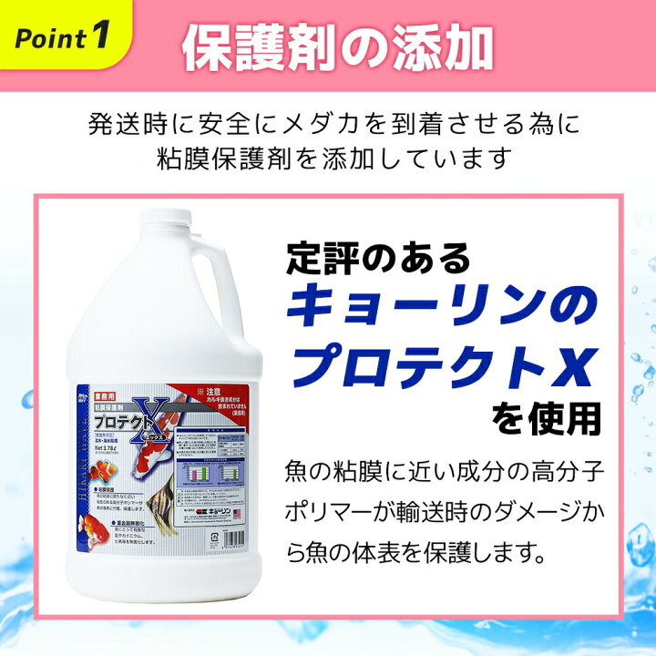 楽天市場 保障2匹付き ハイグレードミックス メダカ 人気4種 10匹セット 幹之フルボディ 紅帝 深海 オロチ 各2 3匹づつ 種類 生体 送料無料 めだか 箱庭ショップ