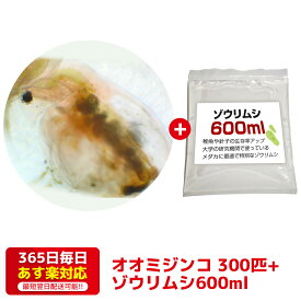 オオミジンコ300匹+ゾウリムシ600ml 培養セット 送料無料 針子から稚魚に最適 あす楽対応 12時までの注文でその日に発送