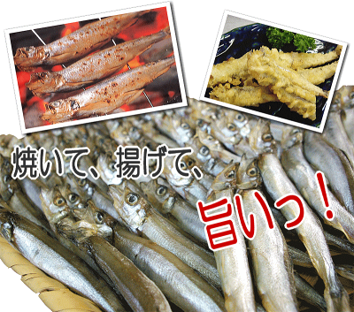 楽天市場 訳あり子持ちシシャモ1kg ちょっとキズの付いてしまったものや皮がむけてしまったものですが 味 鮮度は何ら正規品と変わりません 訳あり ワケアリ 分けあり わけあり ハクダイ食品グルメ村