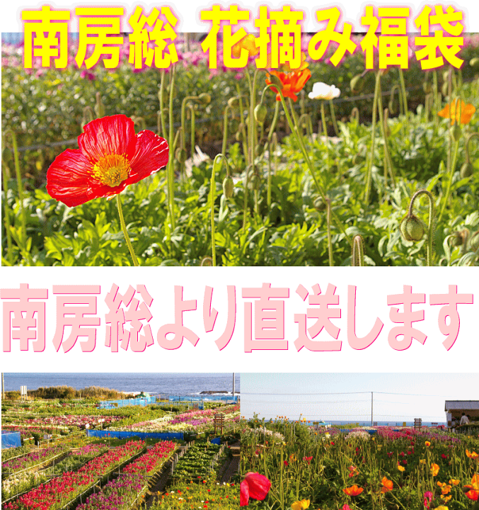 楽天市場 終了 南房総 花摘み福袋43 常温便 花摘み人気スポット 千葉県南房総市白間津の花畑から直送 千葉県南房総お花つみ福袋 季節の花送料込み 本州のみ ハクダイ食品グルメ村
