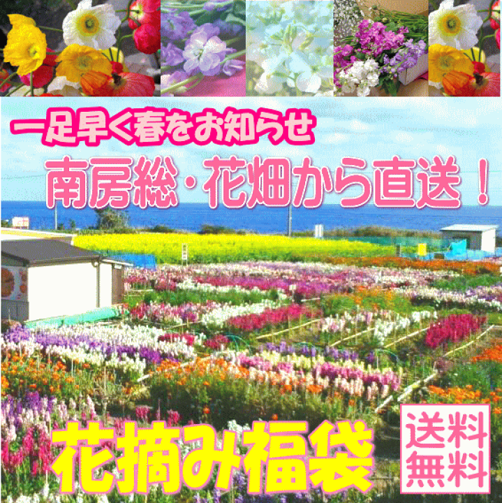 楽天市場 終了 南房総 花摘み福袋43 常温便 花摘み人気スポット 千葉県南房総市白間津の花畑から直送 千葉県南房総お花つみ福袋 季節の花送料込み 本州のみ ハクダイ食品グルメ村