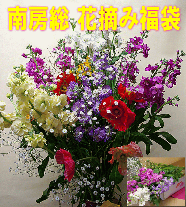 楽天市場 終了 南房総 花摘み福袋43 常温便 花摘み人気スポット 千葉県南房総市白間津の花畑から直送 千葉県南房総お花つみ福袋 季節の花送料込み 本州のみ ハクダイ食品グルメ村