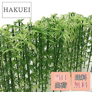 yzmDauStagen   | V̖   X ͌^ NQ[W WI} S z p  ~j`A 14.| 12cm 20{