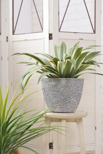 tFCNO[ AKx GRN-13 W63×D63×H50@tFCNO[ ϗtA lHϗtA t  CeA  O[ [t  K[f   J AZUMAYAysz