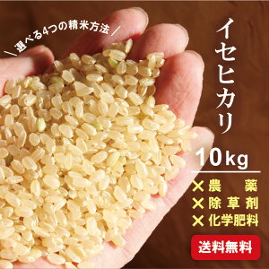 V y ꓙ Ղ̂ z 2025N ߘa7N CZqJ 10kg    5Â 7Â   _ ߘa7N GRt@[ CZqJ ɐ I[KjbN _򌺕  