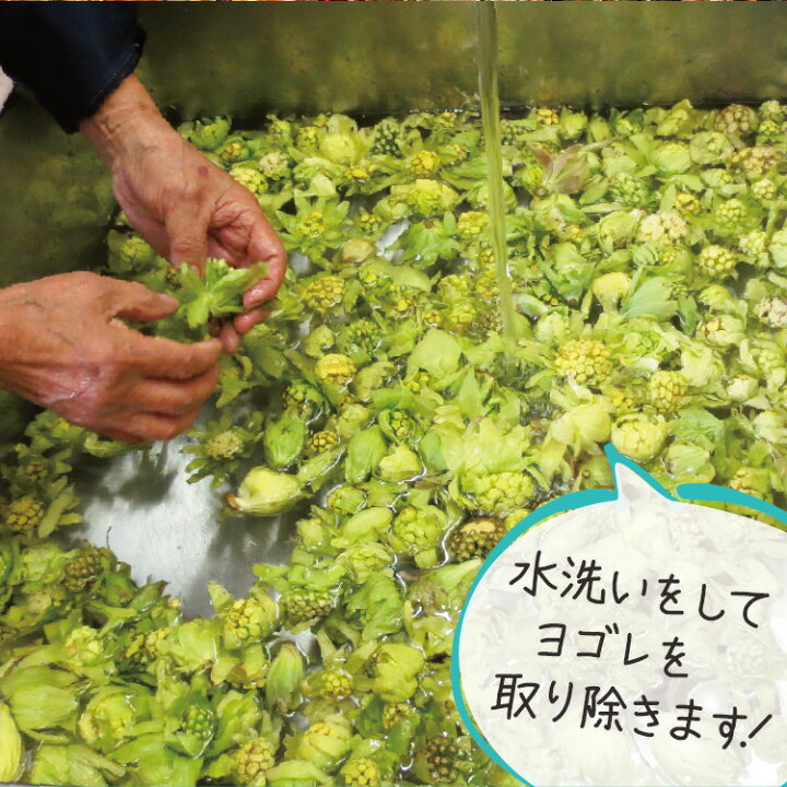 楽天市場 22年予約販売 4月 6月順次発送 天然山菜セット フキノトウ味噌 75g コゴミピクルス 115g セット石川県の奥山で採れた山菜を使ってホテルの料理人が手作りしたお取り寄せグルメ 季節限定 無農薬 無添加 ペタシン 蕗の薹 ふきのとう フキノトウ