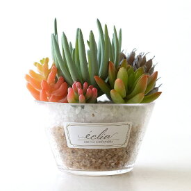 楽天市場 多肉植物 寄せ植え 鉢の通販