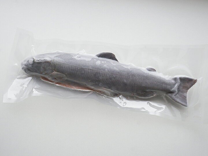楽天市場 産地直送 岩魚 イワナ ５尾セット 冷凍川魚 調理カンタン 石川産 加賀白山 淡水養魚場 白山堂 岩魚 いわな 川魚 養殖 冷凍 下処理済 個包装 串なし のし 熨斗 対応可 贈り物ギフト 淡水養魚場 白山堂 楽天市場店