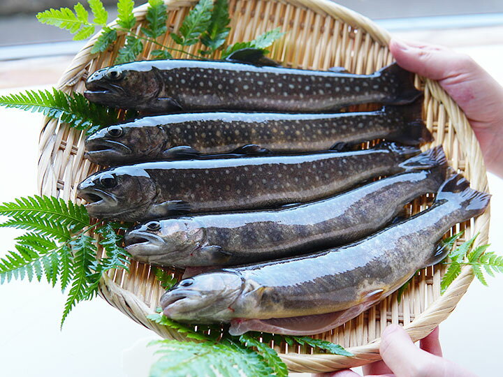 楽天市場 イワナ 岩魚 冷凍 川魚 養殖 骨酒 塩焼き 海鮮 q 食材 魚 焼き魚 5尾 セット 高級 ギフト 淡水養魚場 白山堂 楽天市場店