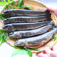 イワナ 岩魚 冷凍 川魚 養殖 骨酒 塩焼き 串焼き 海鮮 bbq 食材 魚 焼き魚 魚介類 珍しい 大人