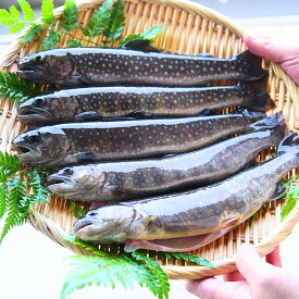 イワナ 岩魚 冷凍 川魚 養殖 3尾~20尾 骨酒 塩焼き 串焼き 海鮮 bbq 食材 魚 焼き魚 魚介類 珍しい 大人