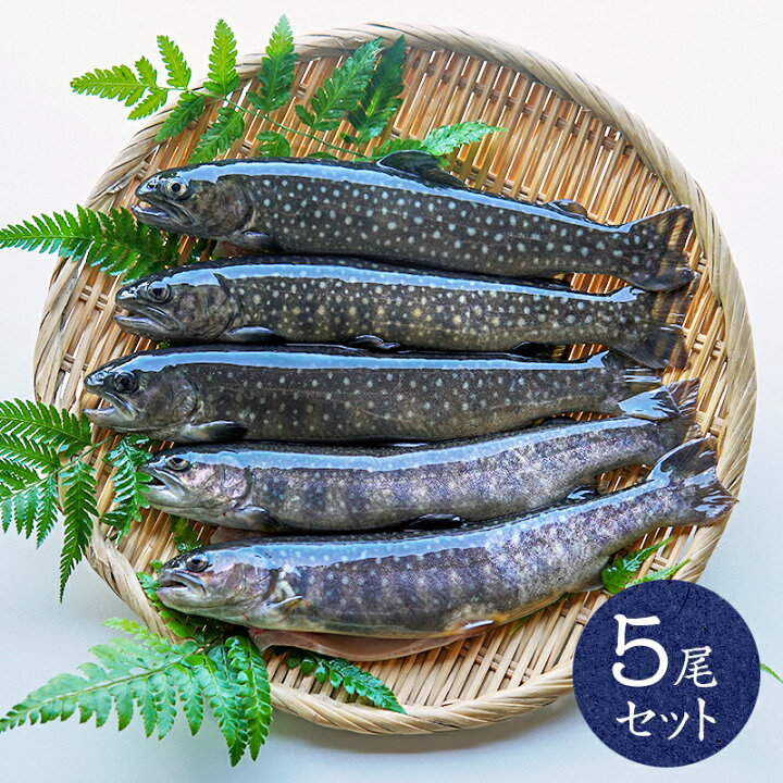 楽天市場 イワナ 岩魚 冷凍 川魚 養殖 骨酒 塩焼き 海鮮 q 食材 魚 焼き魚 5尾 セット 高級 ギフト 淡水養魚場 白山堂 楽天市場店