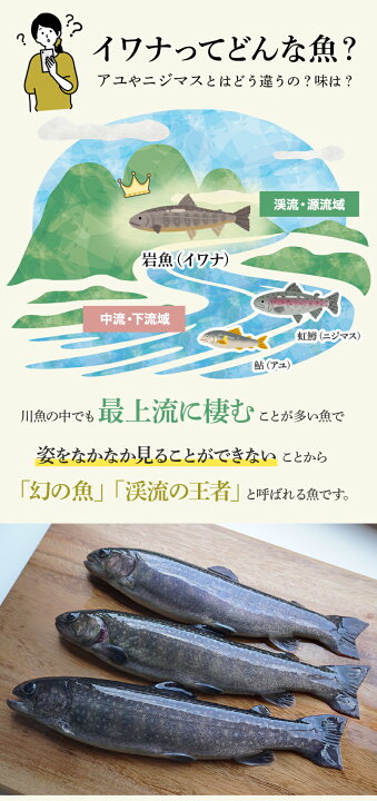 楽天市場 初回限定 お一人様一回限り イワナ 塩焼き 刺身 お試し セット 岩魚 冷凍 魚 川魚 養殖 海鮮 q 食材 淡水養魚場 白山堂 楽天市場店